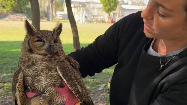 Guardianes en peligro: muerte de un búho y la amenaza de la leptospirosis