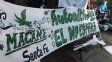 La Corte dictaminó que habrá control estatal para autocultivo de cannabis