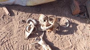 Hallaron partes de bronce de un féretro y trofeos pertenecientes a un club de Santa Isabel en una chatarrería.