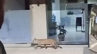 El puma apareció en la madrugada en las calles de Franck y buscó refugio en el patio de una vivienda.