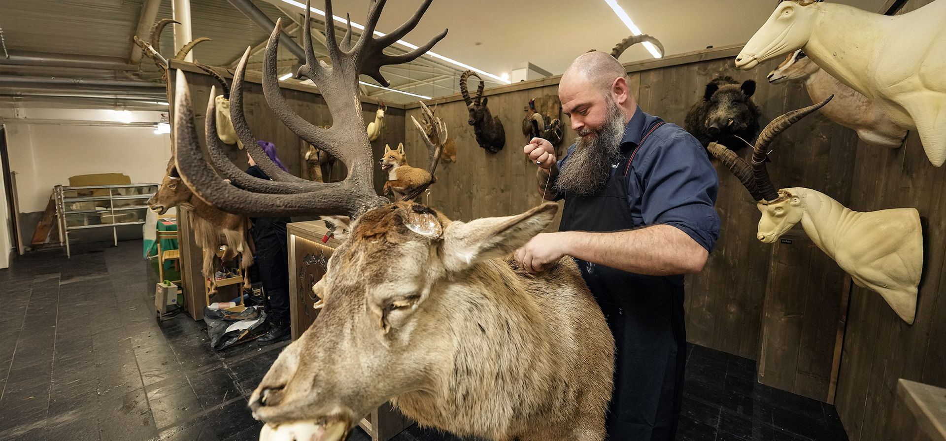 El taxidermista Wesley Kevenaar prepara un alce para la exhibición de caza en Dortmund, Alemania, el martes 28 de enero de 2025. (Foto AP/Martin Meissner El taxidermista Wesley Kevenaar prepara un alce para la exhibición de caza en Dortmund, Alemania, el martes 28 de enero de 2025. (Foto AP/Martin Meissner