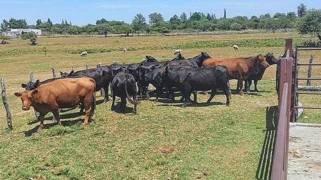 Feliciano: cuidador de un campo le robó animales a un vecino y pretendía venderlos