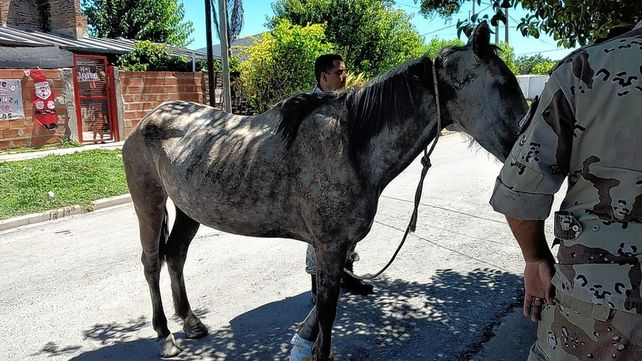 Paraná: hallaron una yegua preñada que estaba herida, deshidratada y desnutrida