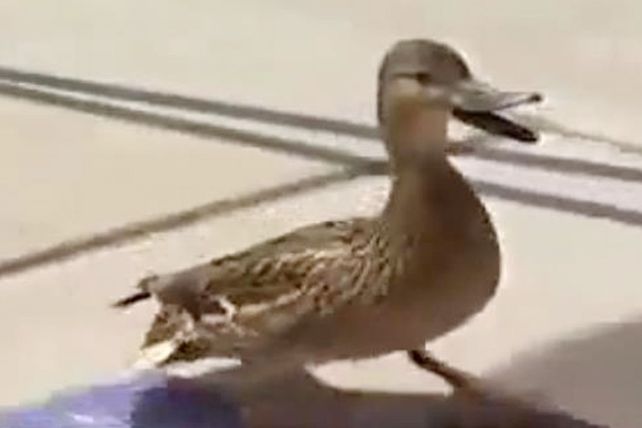 Mamá pato pide ayuda y policías rescatan a sus bebés