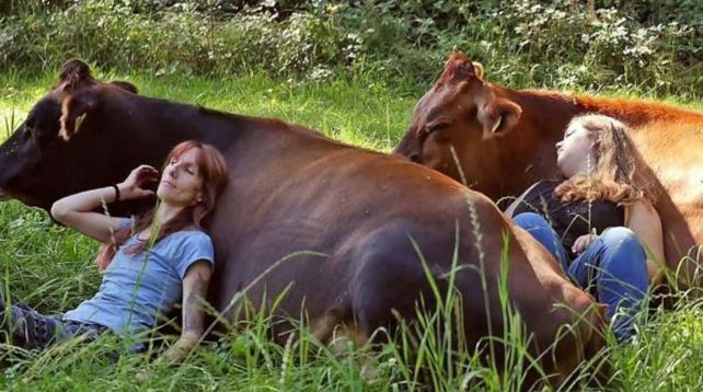 Las vacas poseen una temperatura corporal más cálida que los humanos y sus latidos cardíacos son más lentos.