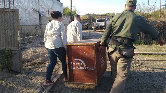 La provincia recuperó animales silvestres en la localidad de Desvío Arijón La provincia recuperó animales silvestres en la localidad de Desvío Arijón