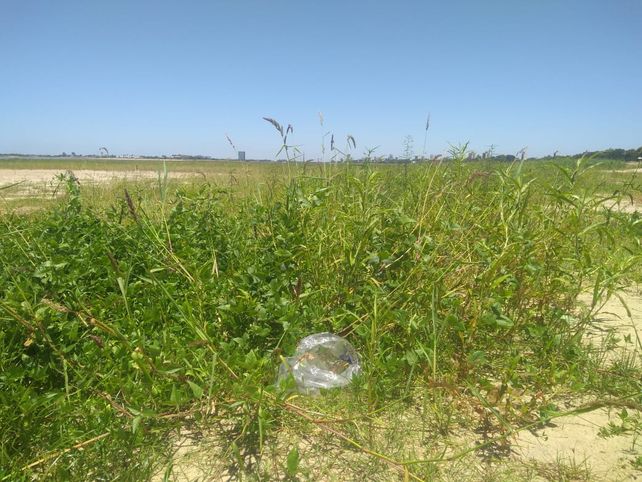 Basura y altos pastos sobre la playa de los espigones.