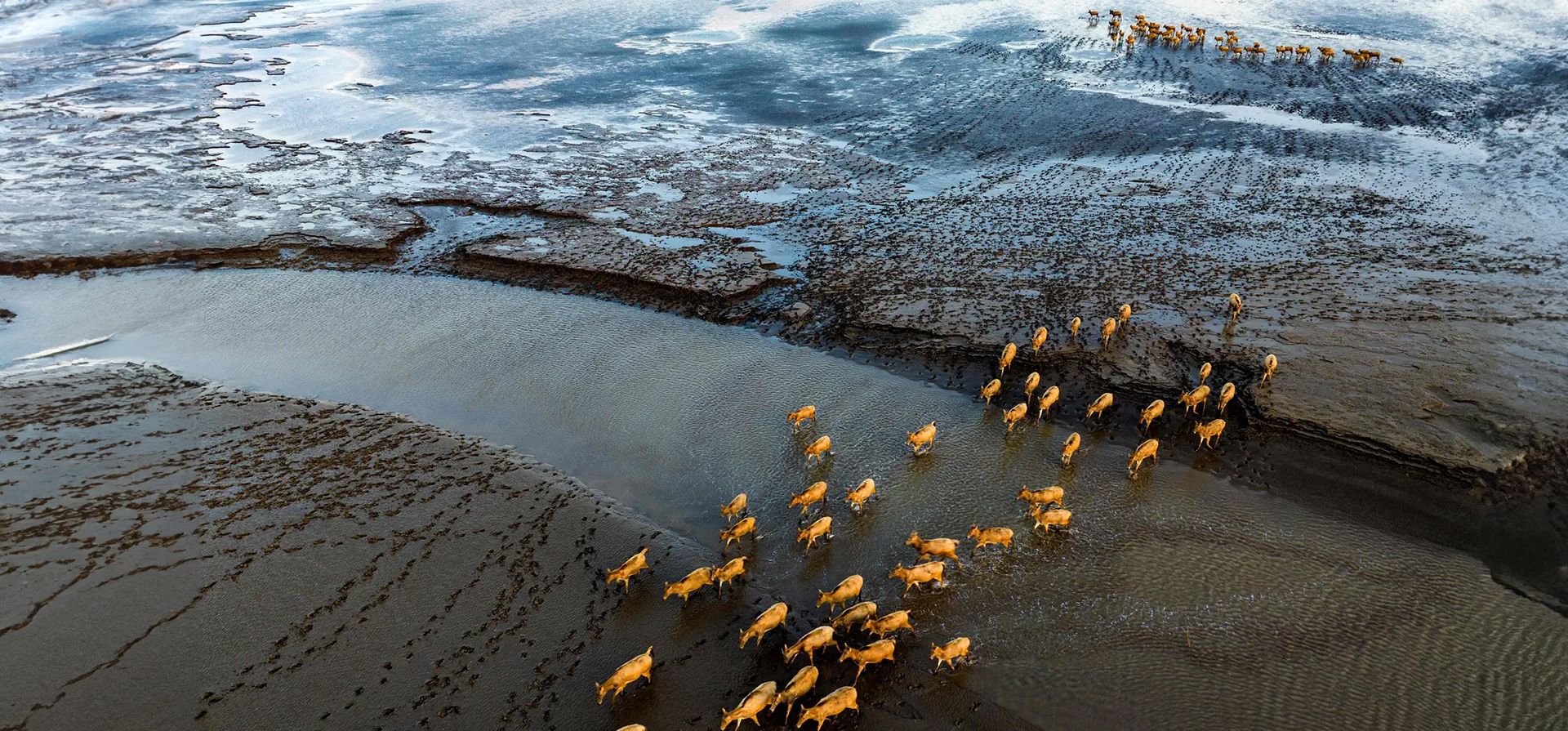 Vista aérea de una manada de alces viajando a través de la reserva natural nacional de Dafeng, en la provincia oriental de Jiangsu, Yancheng, China. Fotografía: AFP/Getty Images Vista aérea de una manada de alces viajando a través de la reserva natural nacional de Dafeng, en la provincia oriental de Jiangsu, Yancheng, China. Fotografía: AFP/Getty Images