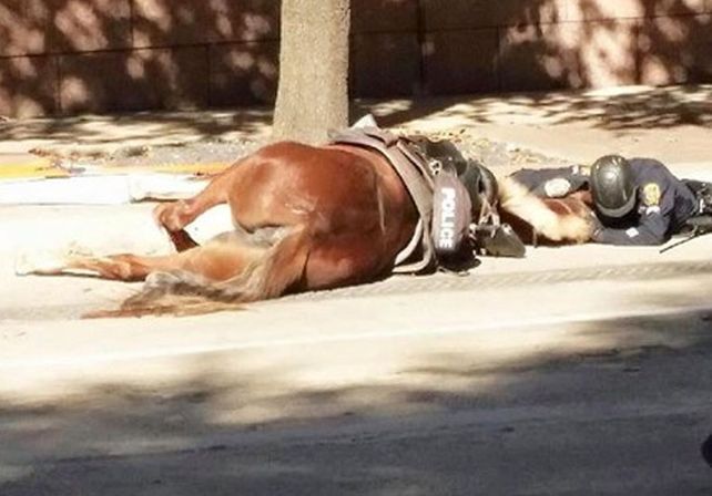 La imagen del policía acariciando a Charlotte en sus últimos momentos se hizo viral./ Facebook de la organización Animal justice League.