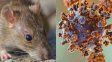 Hantavirus: fumigadora de Paraná recibe más de 120 llamados al mes