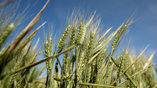 Súper campaña. El trigo 2021/22 se cansó de subir al podio. Se notó un cambio en la estrategia de inversión. El próximo ciclo