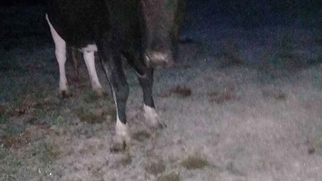 Im&aacute;genes de la helada de este viernes en el paraje La Balsa de Villa Urquiza