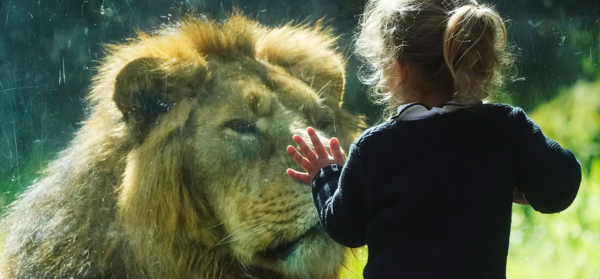 Una niña y un león asiático se miran en el zoológico de Roma, Italia. Fotografía: Gregorio Borgia/AP Una niña y un león asiático se miran en el zoológico de Roma, Italia. Fotografía: Gregorio Borgia/AP
