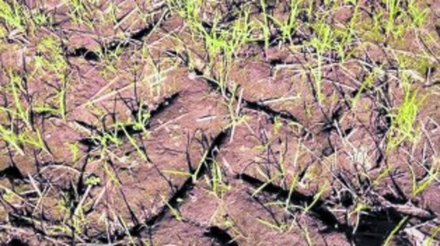 La humedad. Las inundaciones extienden el período en el que emergen las plántulas y afectan la producción agrícola.