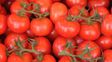 la mitad de las latas de tomate que se venden en argentina son importadas