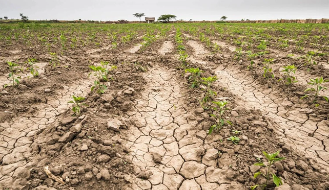 La sequía golpea duramente en muchas provincias. La provincia de Entre Ríos sufre la más dura de los ultimos 60 años como se advierte en la foto del campo de soja.