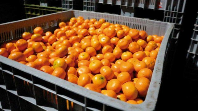 Pérdidas del 40% al 50% en mandarinas marcan la campaña citrícola 2025.