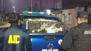 El martes pasado, el fiscal dispuso el secuestro de los perros.