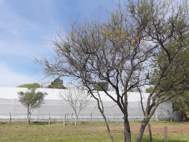 El lateral del vivero.&nbsp;