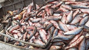 Un fallo judicial ordena a la provincia diseñar un plan para evitar la depredación de peces en el río Paraná. Imagen ilustrativa