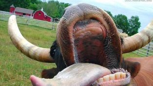 Le hizo cosquillas a una vaca y mirá lo que pasó