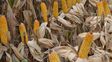 El gobierno provincial considera que la sequía terminó y que hay que adelantar la siembra de trigo y maíz.