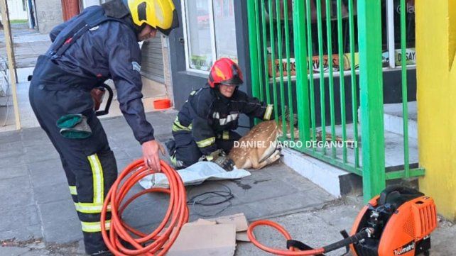 Un ciervo axis quedó atrapado en una reja de un comercio en Concepción del Uruguay y debió ser rescatado por Bomberos Voluntarios de Concepción del Uruguay