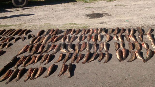 Secuestraron cientos de especies ictícolas depredadas en ríos y lagunas