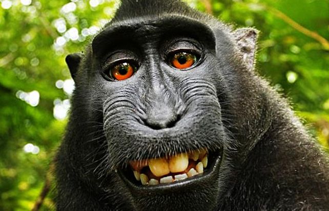El macaco negro crestado que supuestamente se tomó una autofoto.