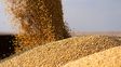 Los granos buscan estabilidad: la soja repunta y el trigo se acerca a los u$s210