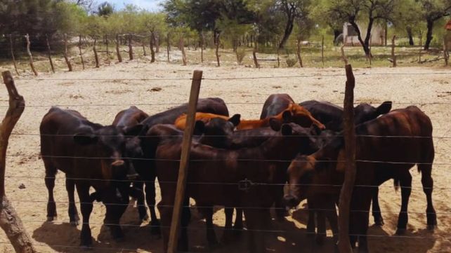 Tecnología. En Villa del Sol se presenta una producción de carne promedio del sistema cría de 8 kilos por hectárea
