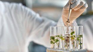 Proyecto pionero sobre cultivos resilientes al clima