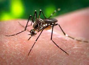 Dengue: en el país notificaron 56.324 casos en 15 provincias