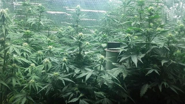 Desmantelaron un invernadero de marihuana que funcionaba con equipamiento de alta tecnología