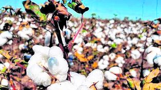 La genética le da impulso  al cultivo de algodón