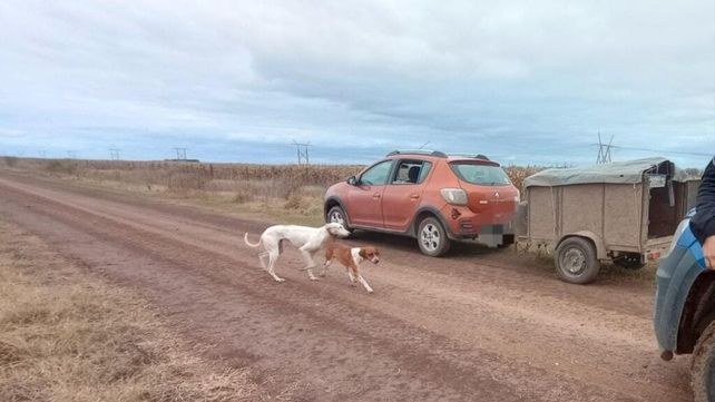 En Roldán también irrumpieron con galgos en un campo y los perros igualmente fueron restituidos.