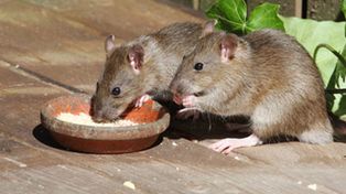 Se elevaron a seis los casos sospechosos de leptospirosis en el Nodo Santa Fe