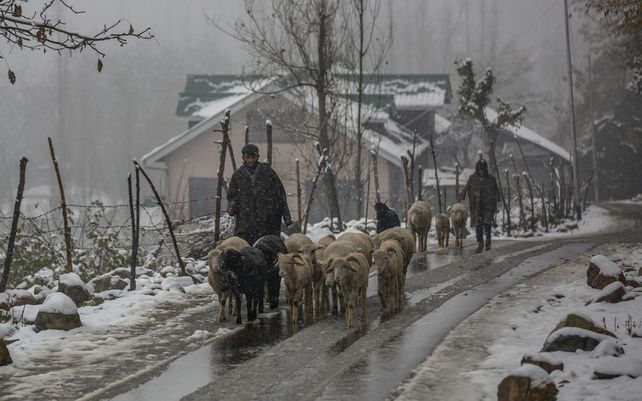 Pastores de Cachemira caminan con su rebaño de ovejas en una carretera cubierta de nieve durante la primera nevada de la temporada en las afueras de Srinagar