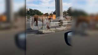 El VIDEO de un lector indignado por el maltrato animal