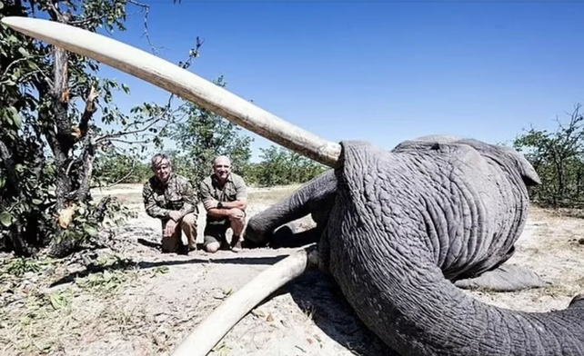 El cazador Leon Kachelhoffer posa junto al elefante que asesinó.