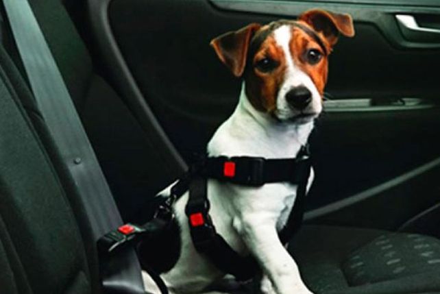 Recomiendan que las mascotas viajen en el interior del vehículo y debidamente sujetas
