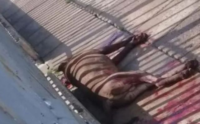 Un pitbull atacó a cinco vecinos y a un policía, que lo mató de dos disparos
