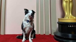 Messi, el perro de Anatomía de una caída, fue una de las presencias más celebradas en los premios Oscar 2024.