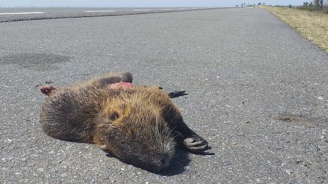 El otro drama de las quemas: cada vez más animales atropellados al intentar escapar del fuego
