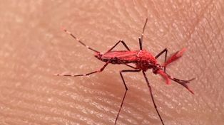 Nuevo plan contra el dengue: cria masiva de mosquitos rojos.