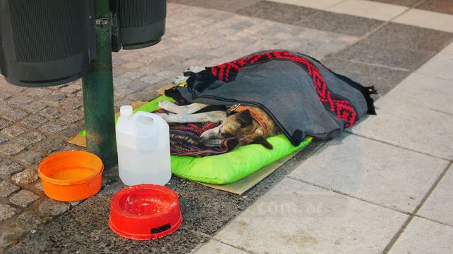 En memoria de Cica, el perrito peregrino que se aquerenció en peatonal San Martín
