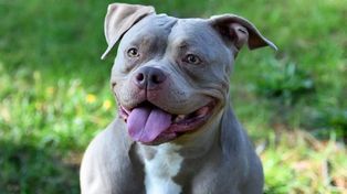 Una beba de cuatro meses murió tras ser atacada por un pitbull mientras dormía en su cuna.