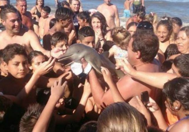 Sacaron a un delfìn bebé del mar y lo mataron por sacarse una selfie