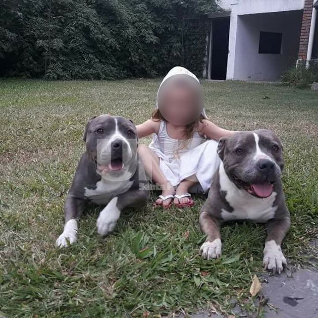 Conflicto en un country: lo intimaron a que retire sus dos pitbull