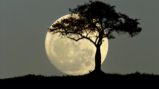 Superluna. La Luna de la cosecha brillará sobre Rosario